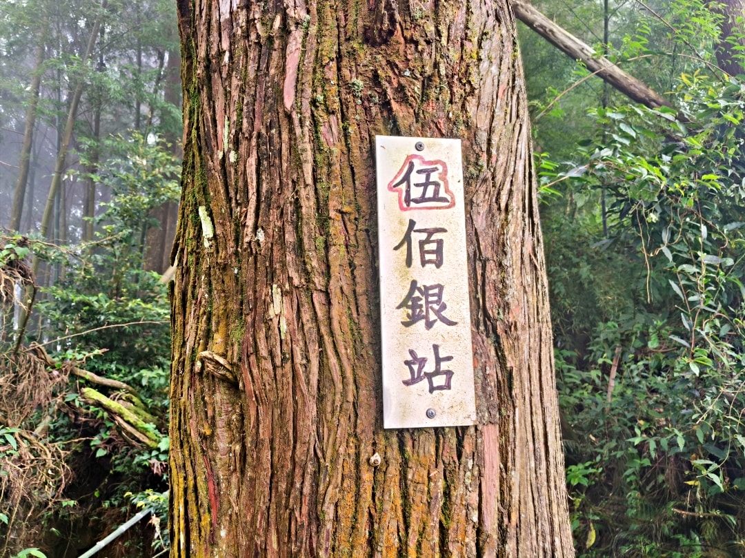 忘憂森林