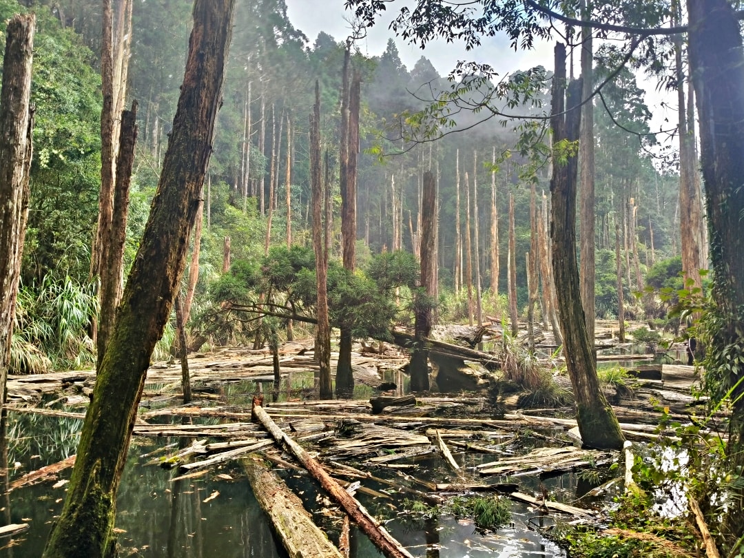 忘憂森林