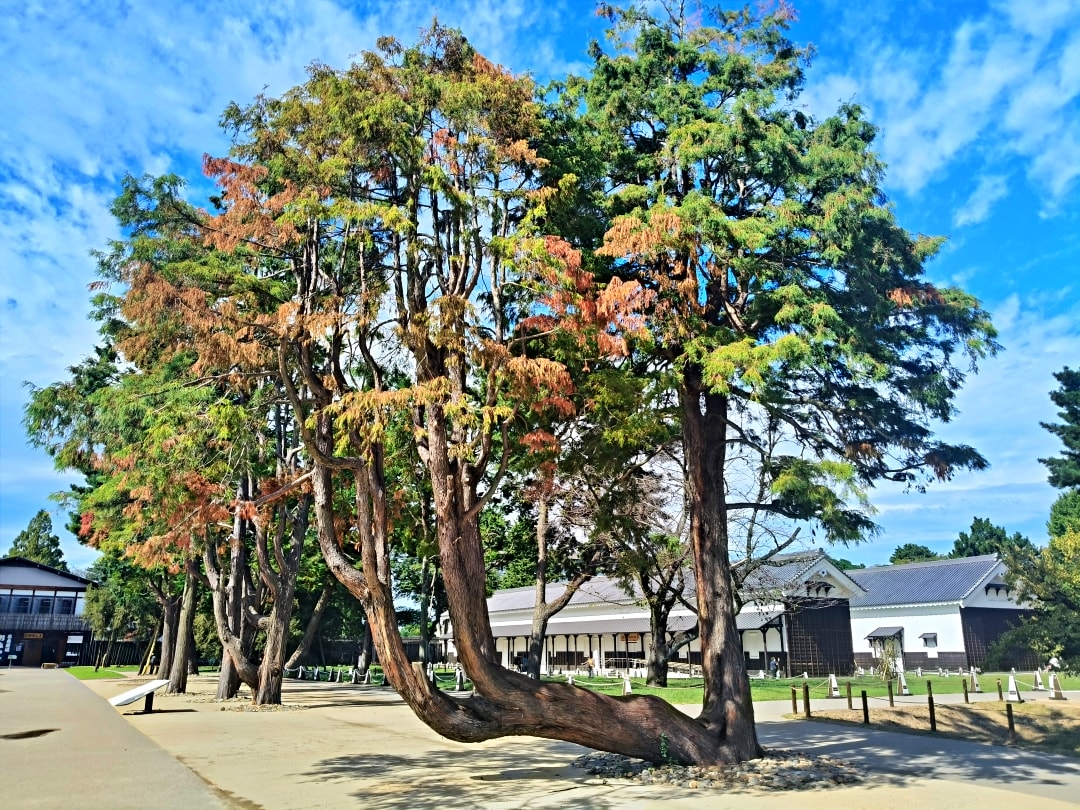 日本名古屋之旅3