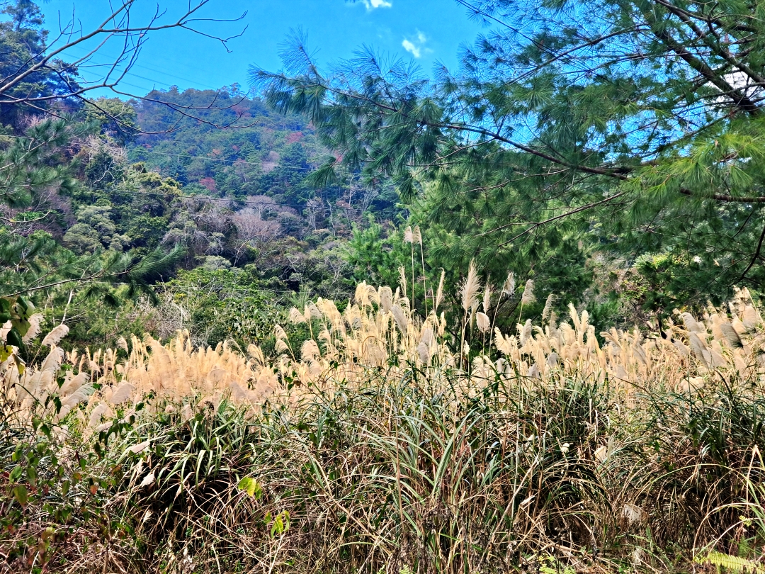 谷關爬山露營趣