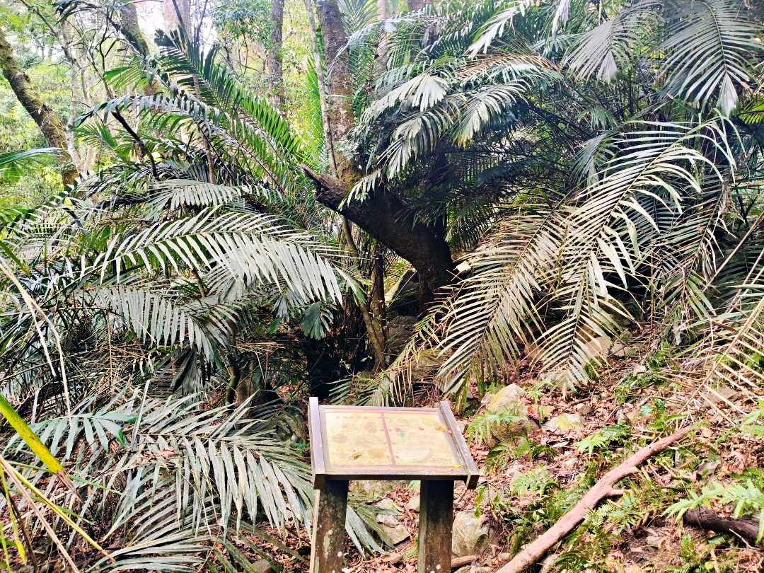 谷關爬山露營趣